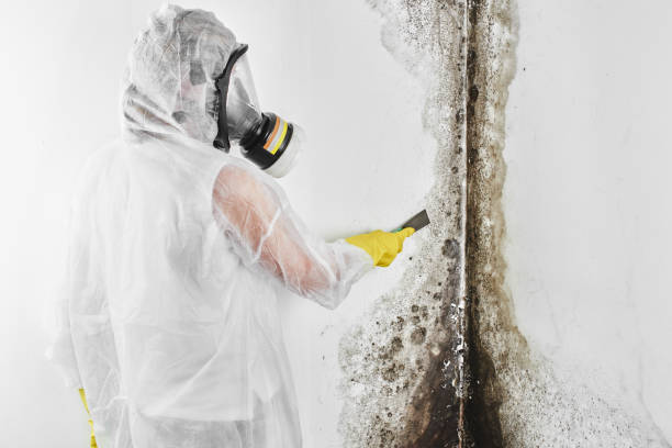 Best White Mold Remediation in Mayville, NY