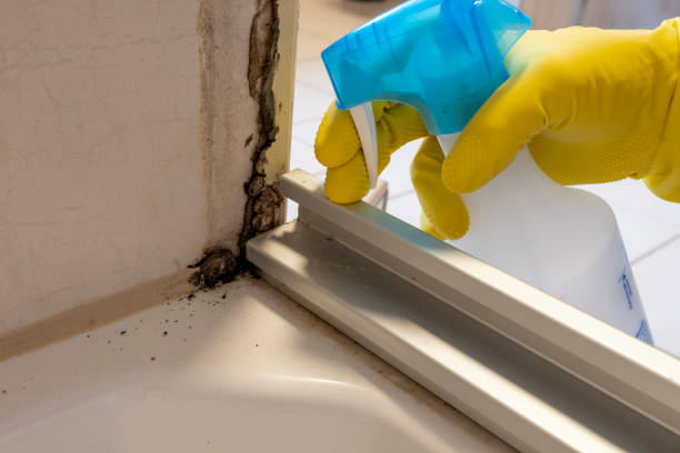 Best Residential Mold Remediation in Mayville, NY